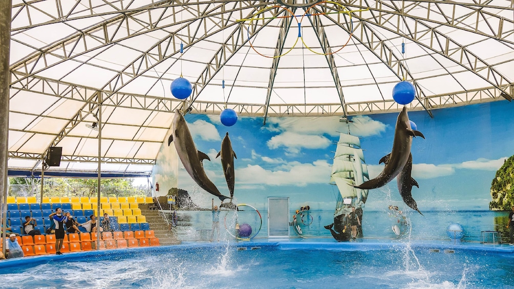 Skip-the-Line Nemo Dolphins Bay Show Ticket