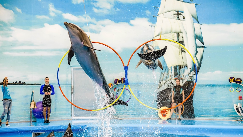 Skip-the-Line Nemo Dolphins Bay Show Ticket