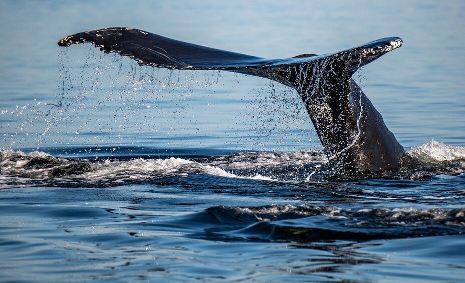 From Québec City: Whale Watching Tour Day Trip