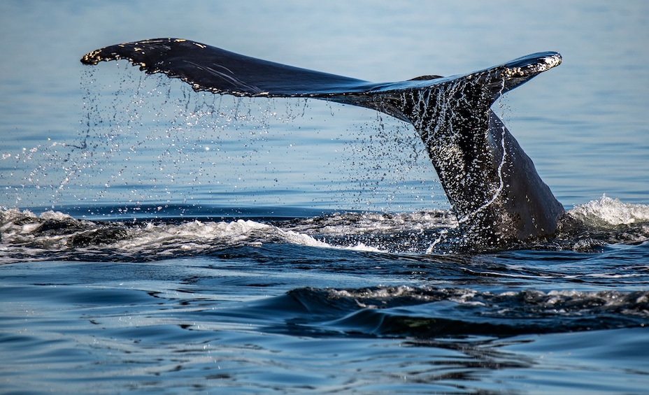 From Québec City: Whale Watching Tour Day Trip