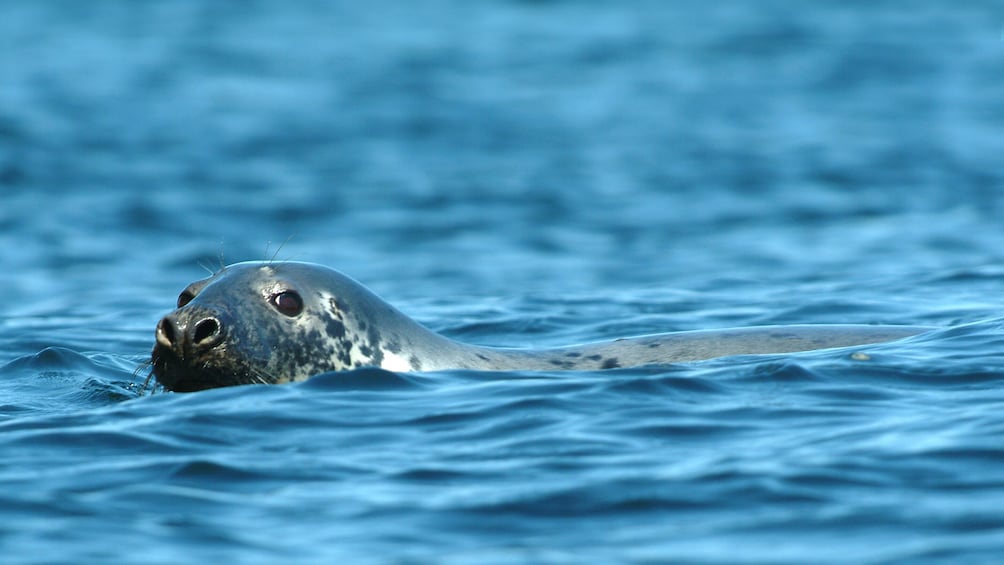 From Québec City: Whale Watching Tour Day Trip
