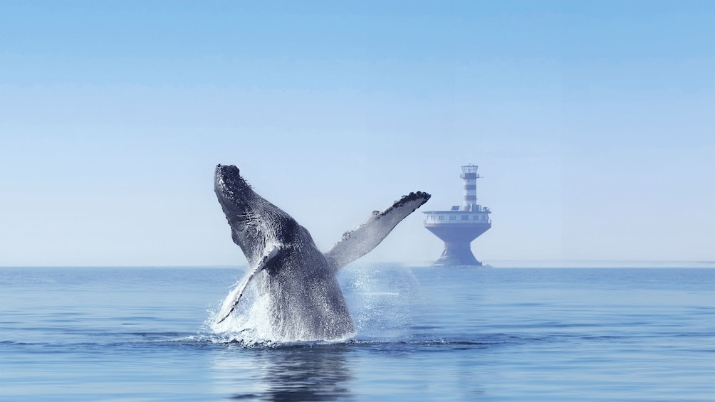 From Québec City: Whale Watching Tour Day Trip