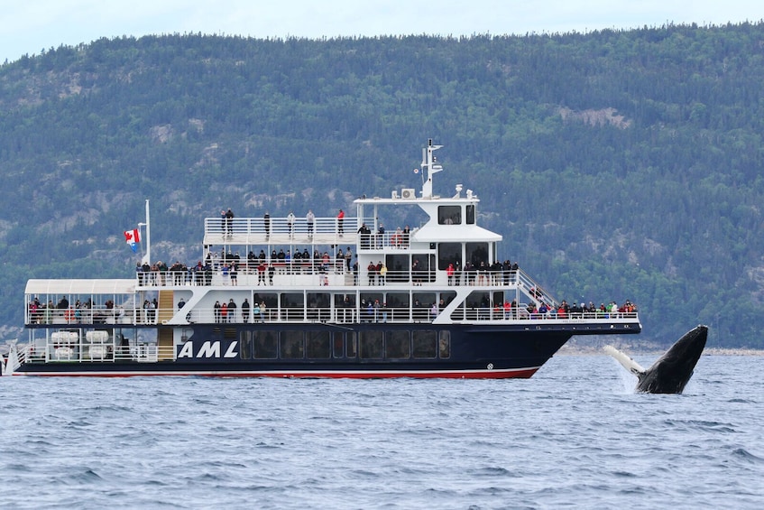 Bus & Whales Package from Quebec City