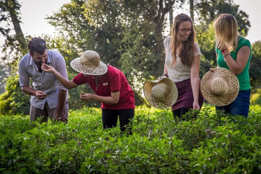 Participants pick herbs for Siem Reap cooking class