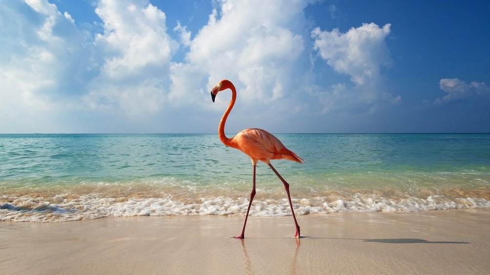 Shared Tour to Holbox