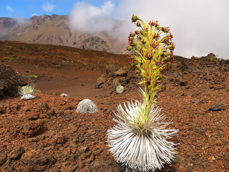 Haleakala Classic Summit Tour