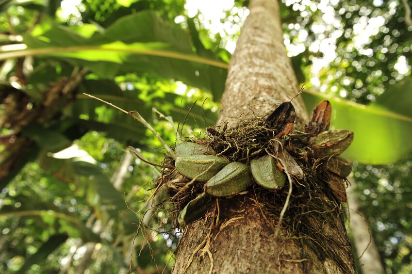 Surviving In The Jungle