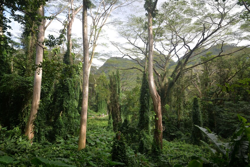 Hawaiian Waterfall Hike 