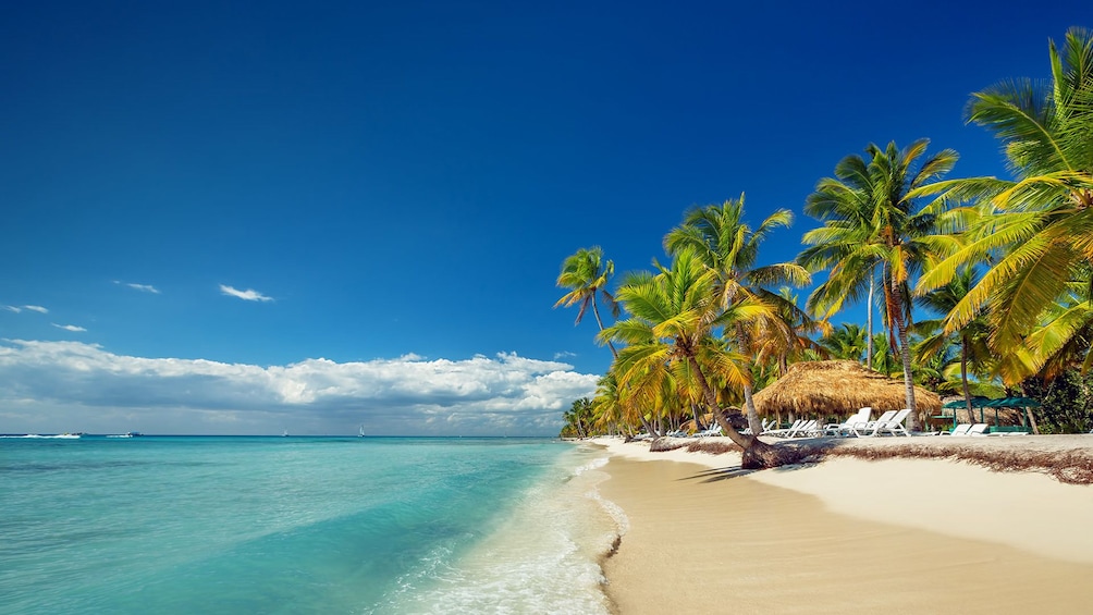 Saona Island Day Trip with Private Transportation