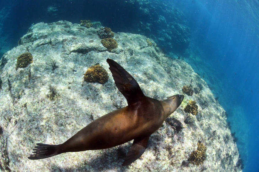All-Inclusive Sailing, Snorkeling Espiritu Santo Island