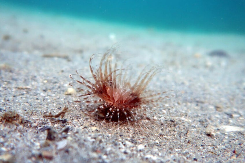 Private Snorkeling Adventure with the Ultimate Local Expert