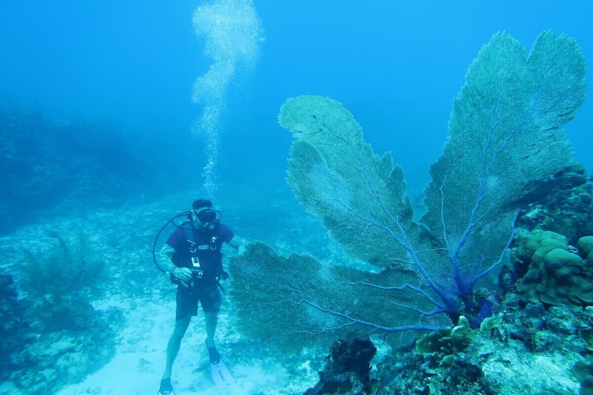 Bucket List Scuba Experience with Marinelife, Lifetime Thrill - Guarnateed