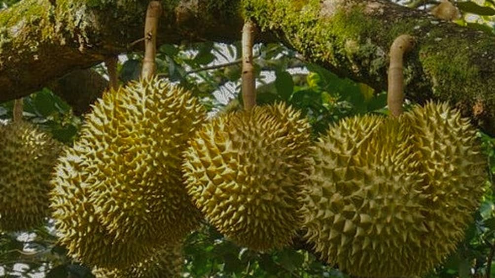 Full-Day Excursion To Mekong Delta From Ho Chi Minh City
