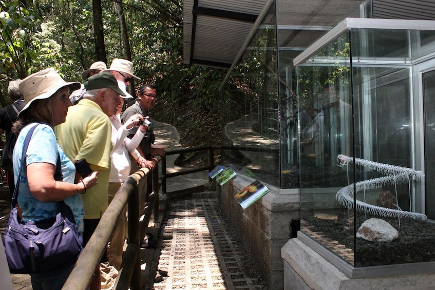 Rainforest Aerial Tram From San José