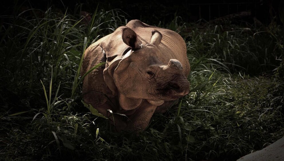 Night Safari with Hotel Pickup