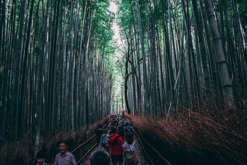 Visit Arashiyama's Bamboo Grove in Kyoto