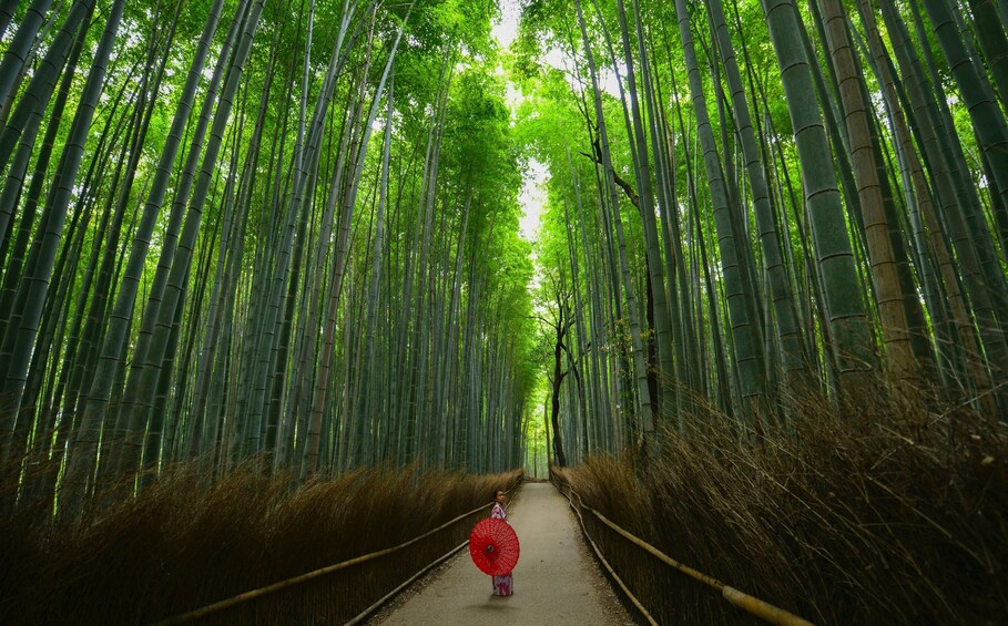 Visit Arashiyama's Bamboo Grove in Kyoto 