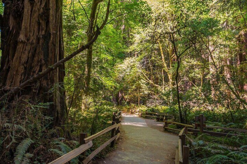Small Group Tour: San Francisco, Muir Woods, Sausalito with OPTIONAL Alcatraz