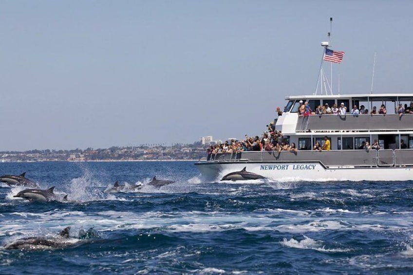 Newport Beach Whale and Dolphin Watching Cruise
