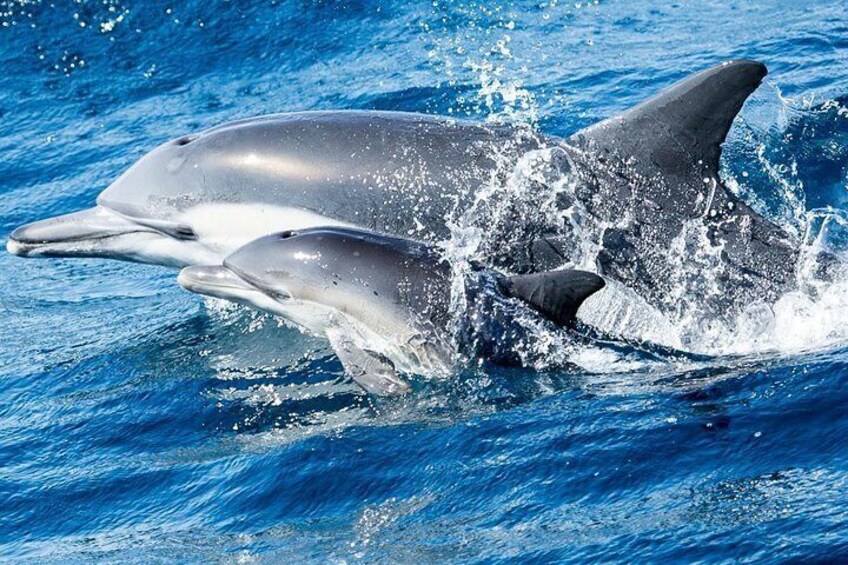 Mom and baby common dolphin 