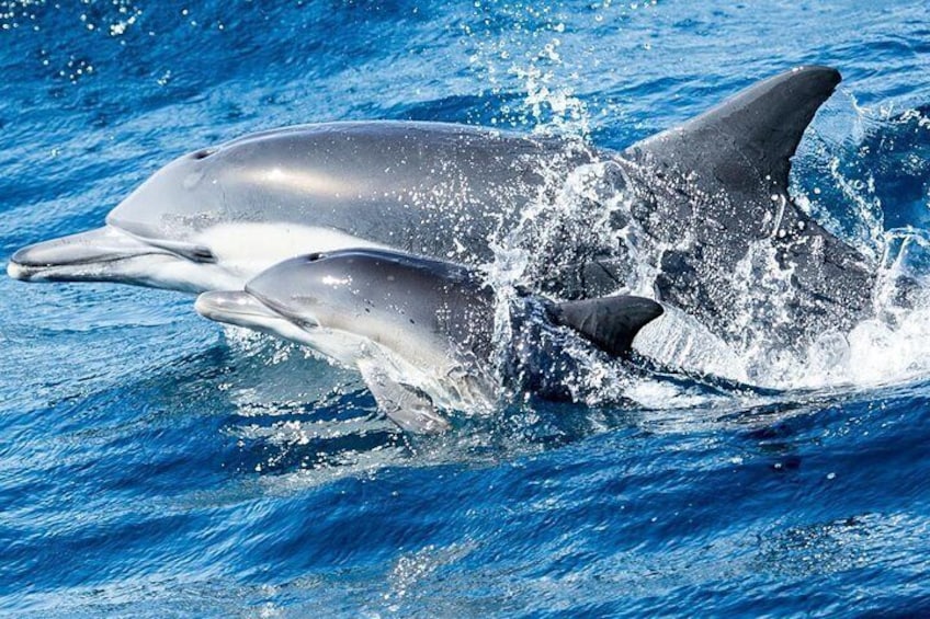 Mom and baby common dolphin