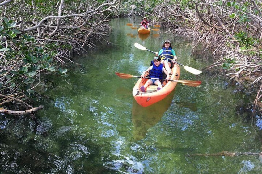 Explore the Mangrove Creeks with an All Day Tandem Kayak Rental