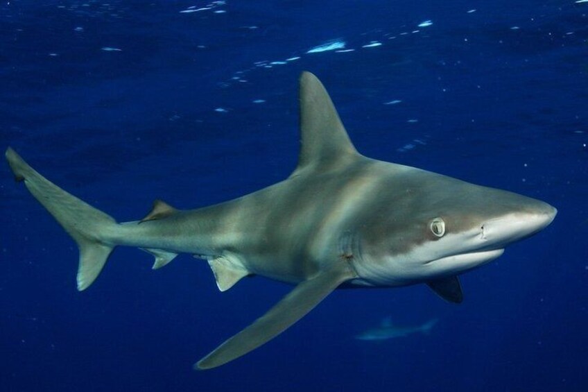 The Sandbar Shark