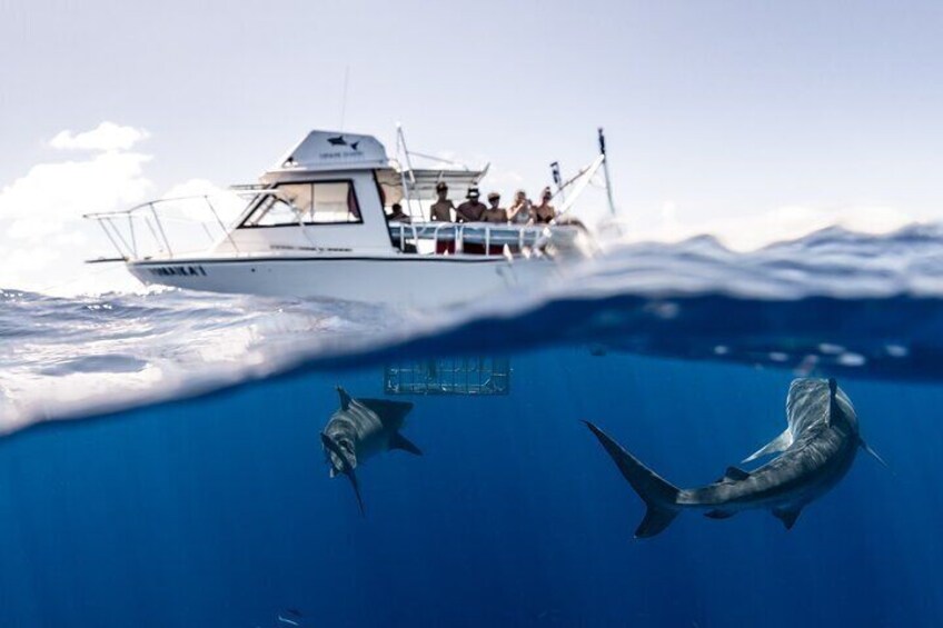 Tiger sharks approaching 