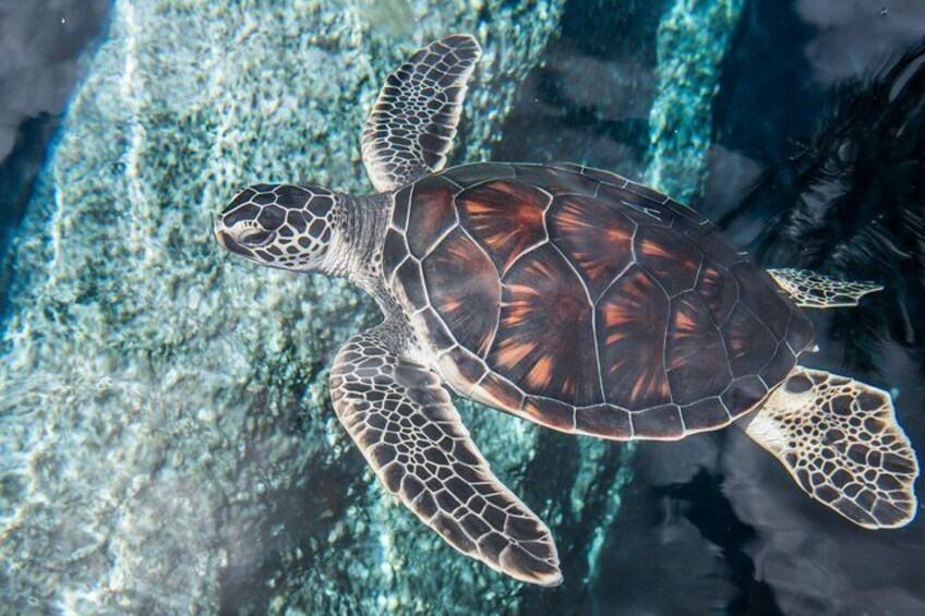 Hawaiian green sea turtle.