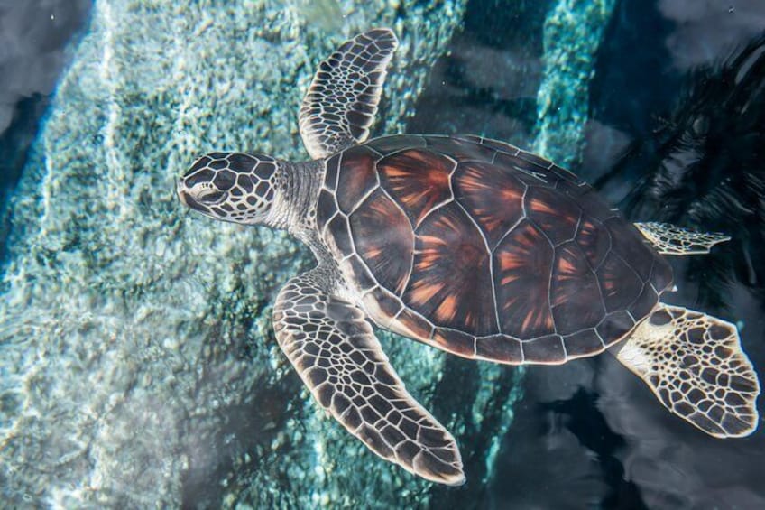 Hawaiian green sea turtle.