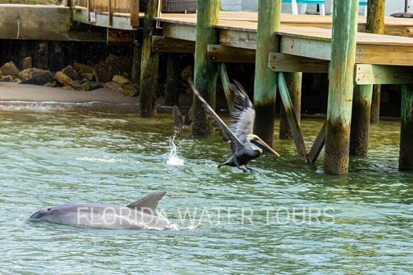 Dolphin and Wildlife Adventure of St. Augustine