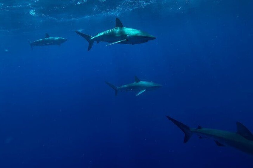 Swim with Sharks (cage-free) from Haleiwa, Oahu