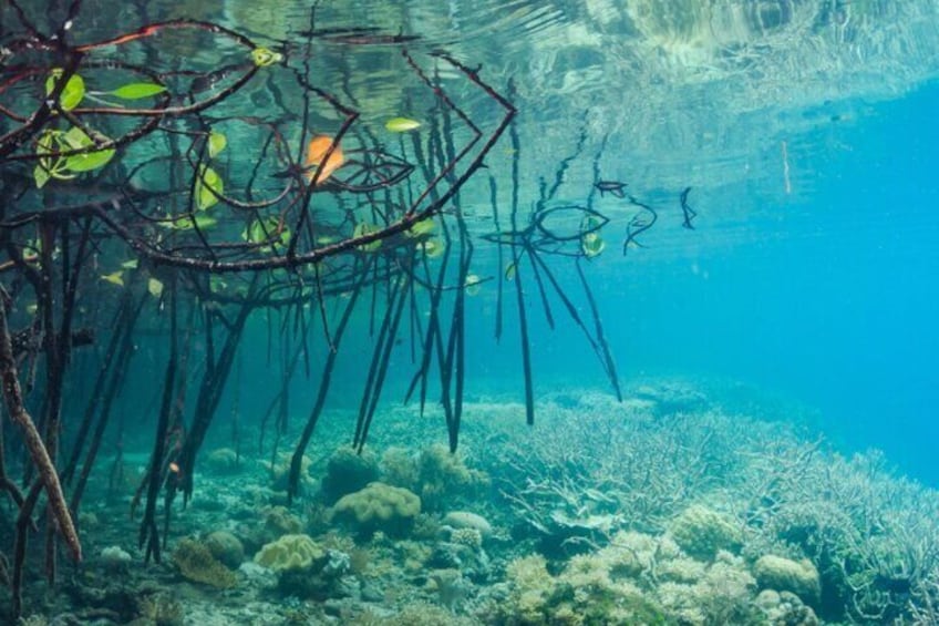 Cas Cay - Kayak Hike and Snorkel Adventure