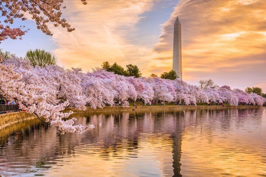 DC Monuments with River Cruise, Cherry Blossoms, Entry Tickets