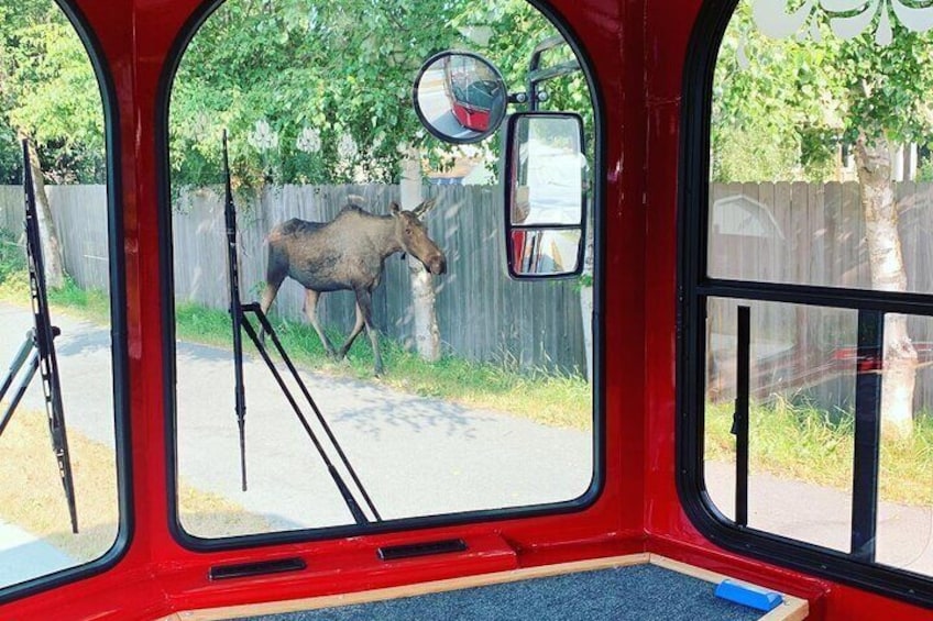 Moose walking on sidewalk next to trolley