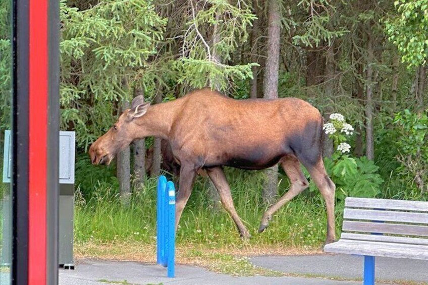 Moose strolling on sidewalk at Earthquake Park