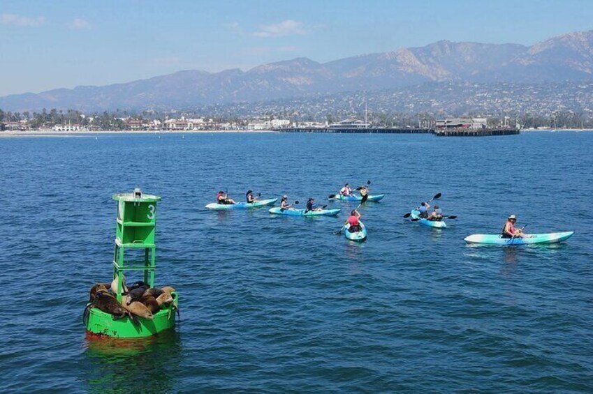 seeing the sea lions on a group kayaking tour in santa barbara
