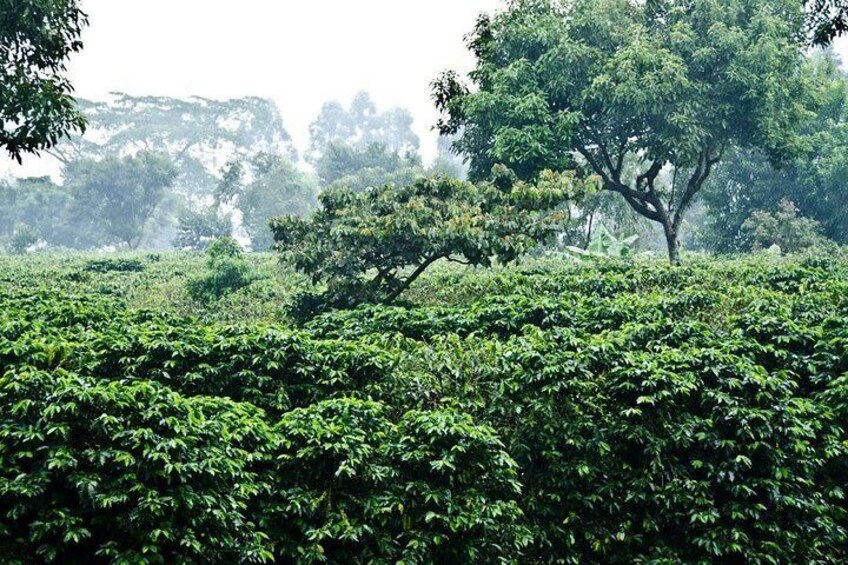 Full day Poas Volcano, Coffee tour and La Paz waterfalls from San Jose