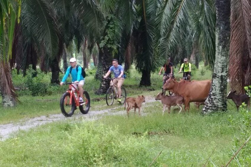 Passing a school of free range cow during the ride.