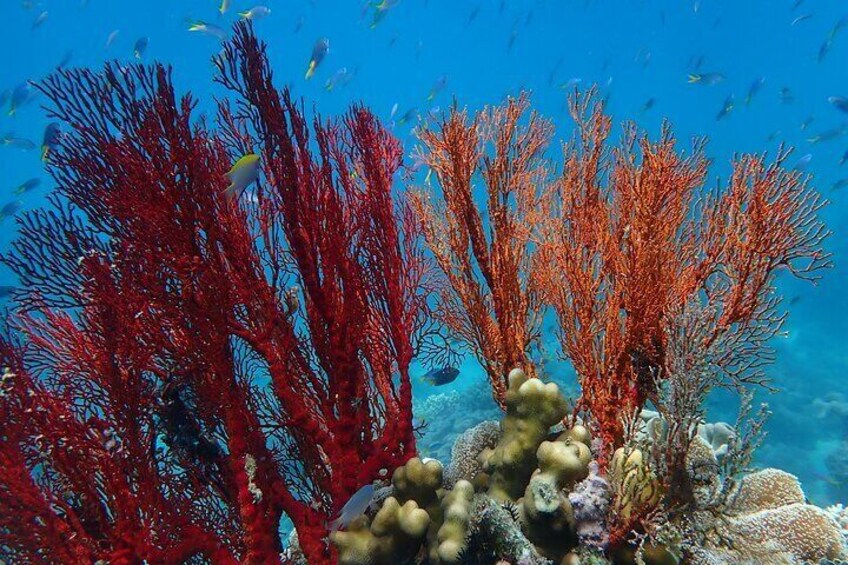Beautiful fan coral on "Wonder Wall"