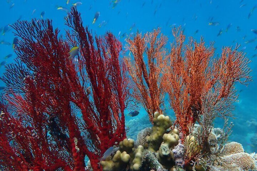 Beautiful fan coral on "Wonder Wall"