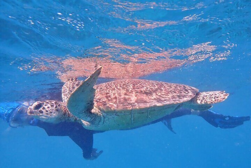 Snorkel with our friendly turtles