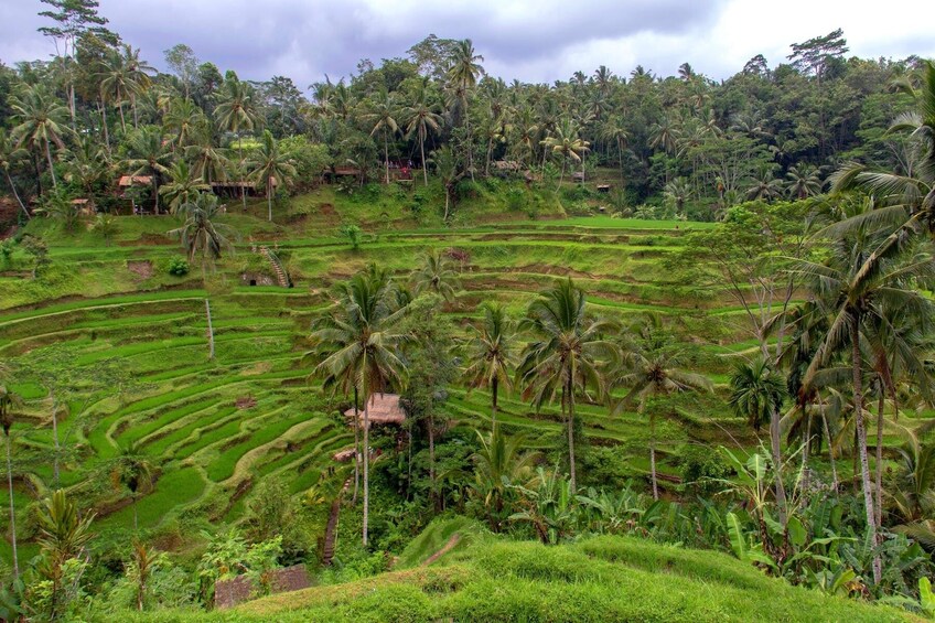 Bali Great Introduction Full Day Group Tour including Lunch