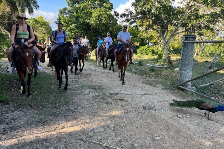 We have many peacocks, an ostrich that are available daily for photo options, while we welcome everyone for enjoying a fun group ride 