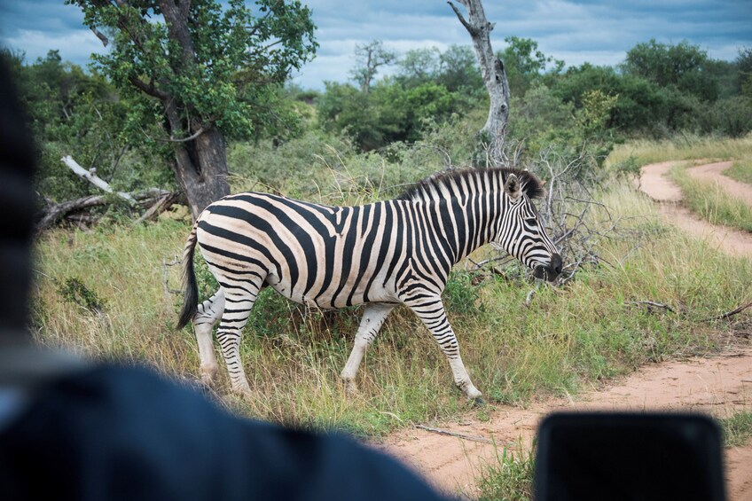 4 Day Lodge and Treehouse Kruger National Park Safari
