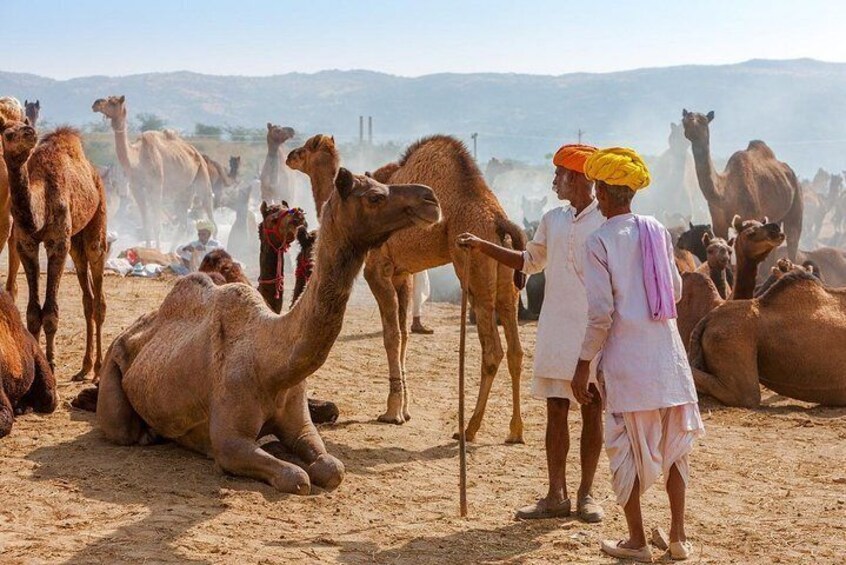 Pushkar Tour
