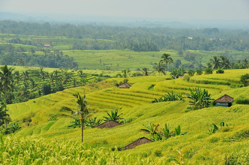 Bali Swing, Tegalalang Rice Terrace and Ubud Center