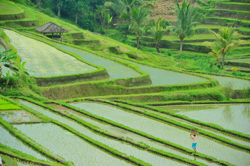 Bali Swing, Tegalalang Rice Terrace and Ubud Center