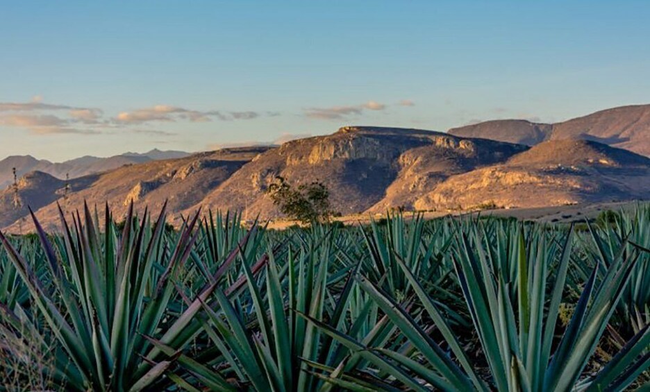 Overnight 2-Day Experience in Beautiful Oaxaca