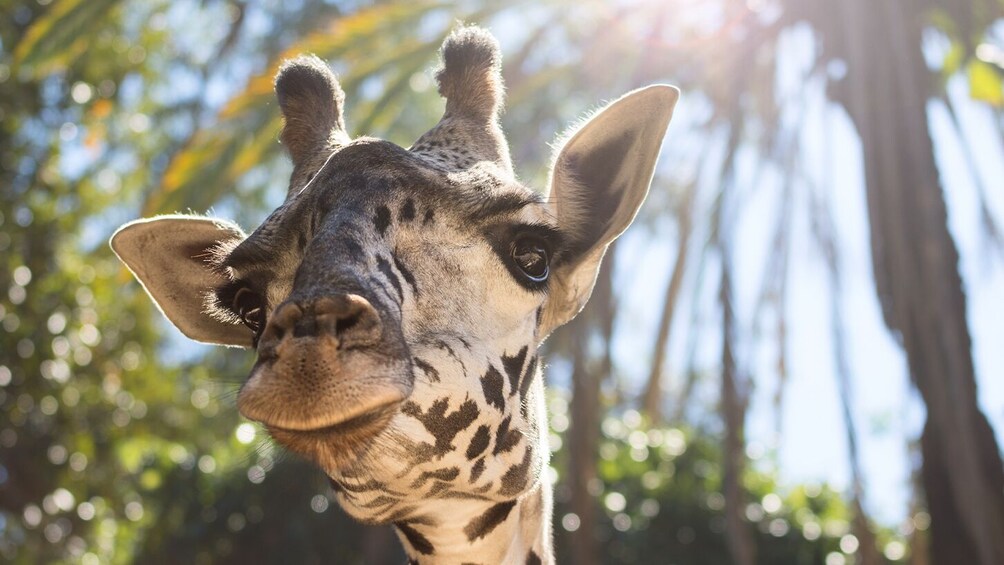 Go City: Los Angeles Explorer Pass with 2 to 7 Attractions